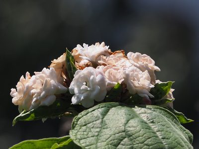 Clerodendrum chinense, photographed by 葉子