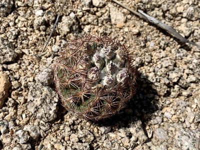 Sclerocactus intertextus, photographed by CK2AZ
