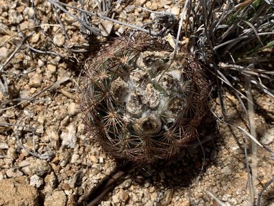 Sclerocactus intertextus, photographed by CK2AZ