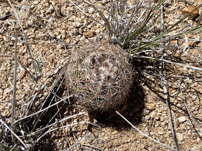 Sclerocactus intertextus, photographed by CK2AZ