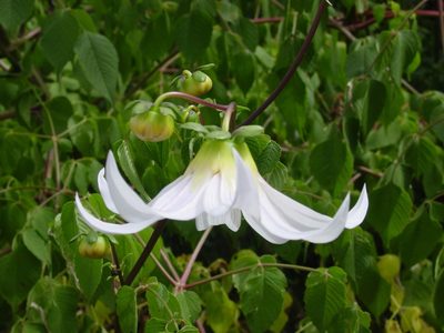 Dahlia campanulata, photographed by Arturo Castro Castro