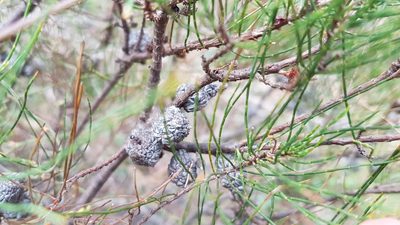 Allocasuarina misera, photographed by Peter Crowcroft