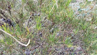 Allocasuarina misera, photographed by Peter Crowcroft