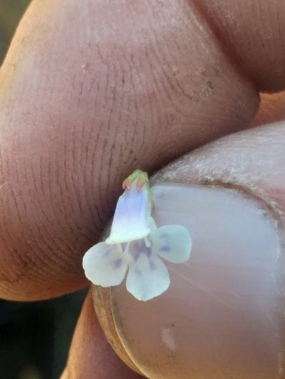 Lindernia parviflora, photographed by kevin koen
