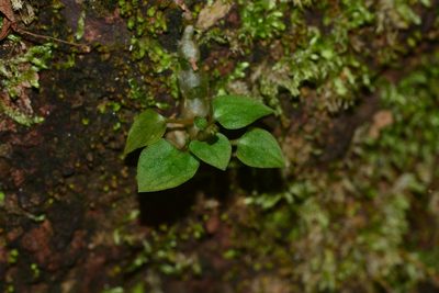 Cheirostylis parvifolia, photographed by S.MORE