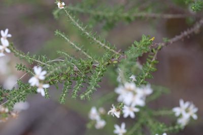 Olearia ramulosa, photographed by Peter Crowcroft
