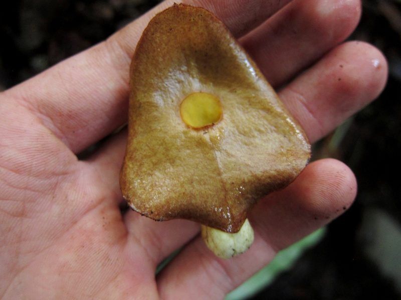 Aristolochia singalangensis, photographed by Jason Alexander