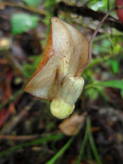 Aristolochia singalangensis, photographed by Jason Alexander