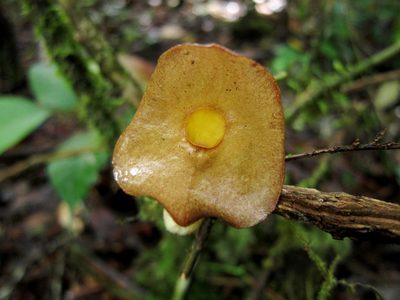Aristolochia singalangensis, photographed by Jason Alexander