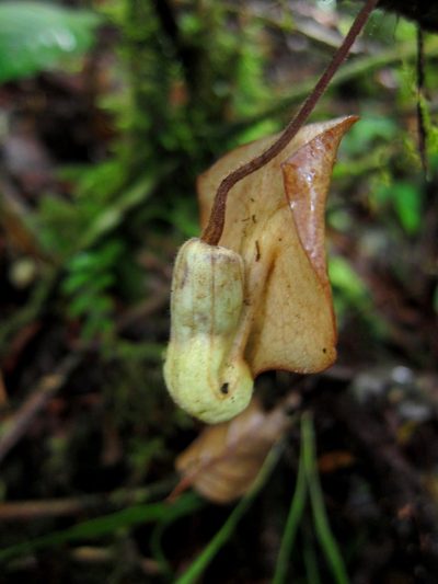 Aristolochia singalangensis, photographed by Jason Alexander