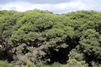 Melaleuca lanceolata, photographed by Peter Crowcroft