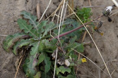 Sonchus megalocarpus, photographed by Peter Crowcroft