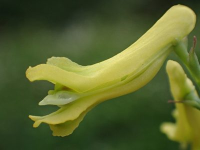 Corydalis balansae, photographed by 葉子