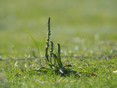 Spiranthes sinensis, photographed by 葉子