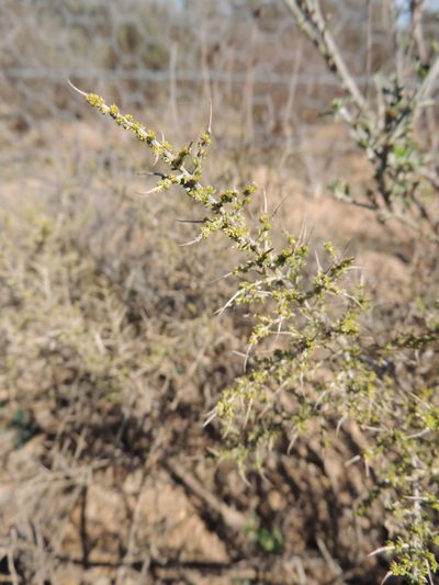 Aspalathus acuminata, photographed by Jacques van der Merwe