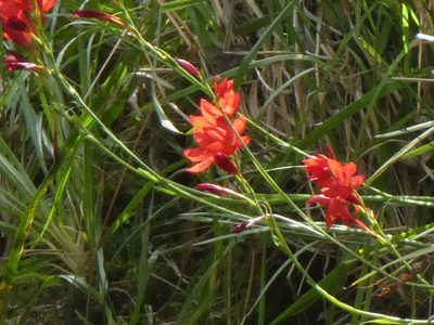 Hesperantha coccinea, photographed by Doug Miller