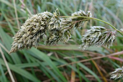 Anthoxanthum redolens, photographed by John Barkla