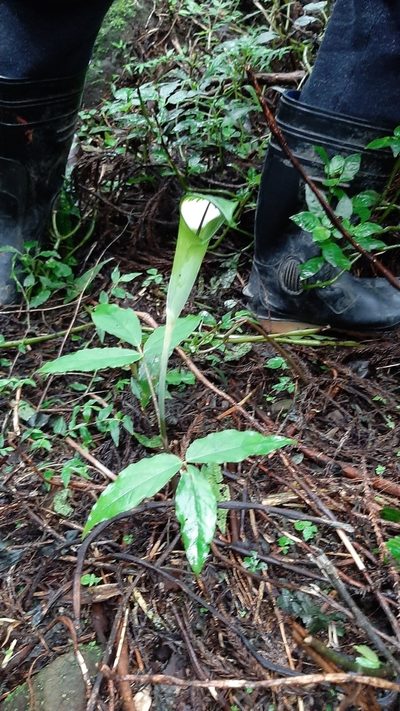 Arisaema grapsospadix, photographed by Bella Lin