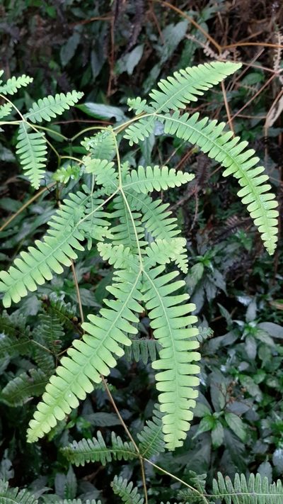 Dicranopteris tetraphylla, photographed by Bella Lin