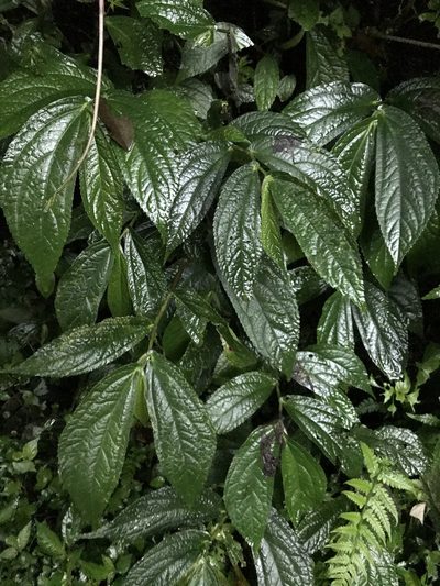 Elatostema platyphyllum, photographed by owl