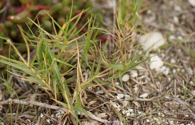 Distichlis distichophylla, photographed by Rod Lowther