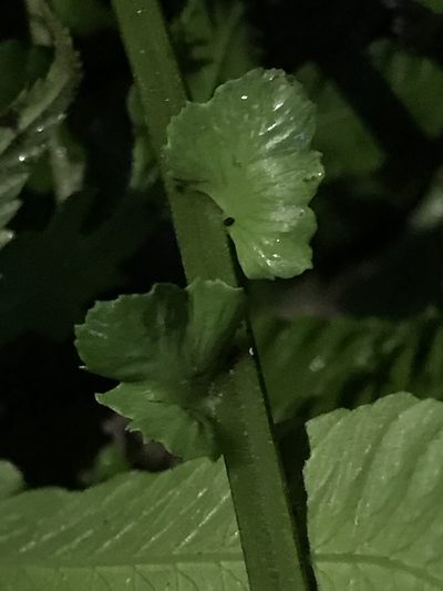 Reholttumia truncata, photographed by owl