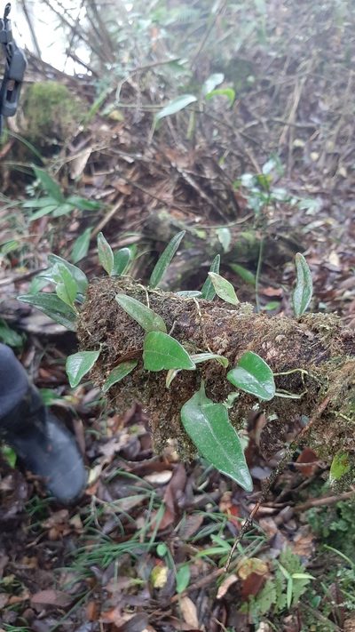Lepisorus rostratus, photographed by Bella Lin