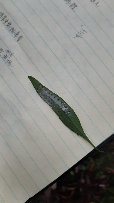 Lepisorus rostratus, photographed by Bella Lin