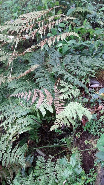 Dryopteris paleolata, photographed by Bella Lin
