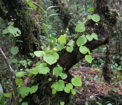 Begonia sinuata, photographed by Oleg Kosterin