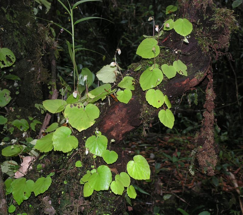 Begonia sinuata, photographed by Oleg Kosterin