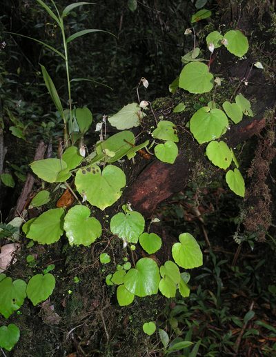 Begonia sinuata, photographed by Oleg Kosterin