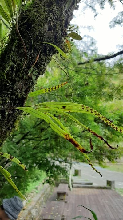 Lepisorus monilisorus, photographed by Bella Lin