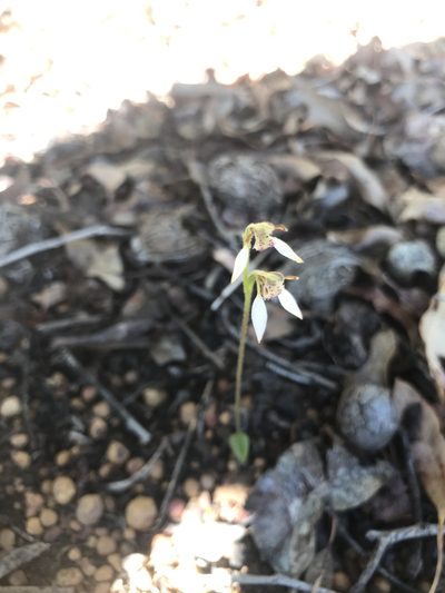 Eriochilus helonomos, photographed by Ann Bentley