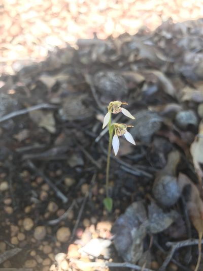 Eriochilus helonomos, photographed by Ann Bentley