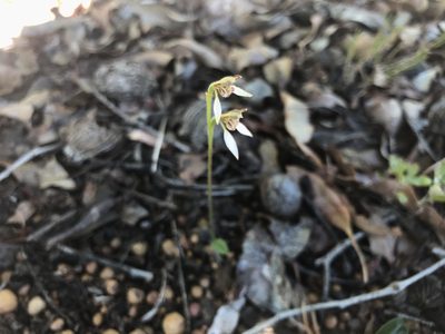 Eriochilus helonomos, photographed by Ann Bentley