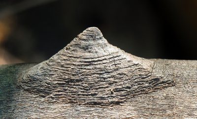 Zanthoxylum arborescens, photographed by Alan Rockefeller