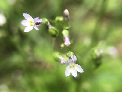 Lobelia cliffortiana, photographed by 黃美滿