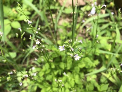 Lobelia cliffortiana, photographed by 黃美滿