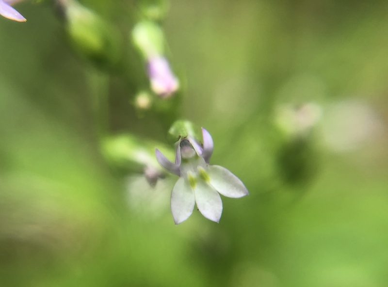 Lobelia cliffortiana, photographed by 黃美滿