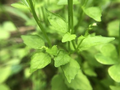 Lobelia cliffortiana, photographed by 黃美滿