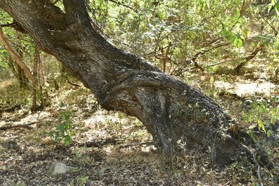 Quercus brandegeei, photographed by Alan Rockefeller
