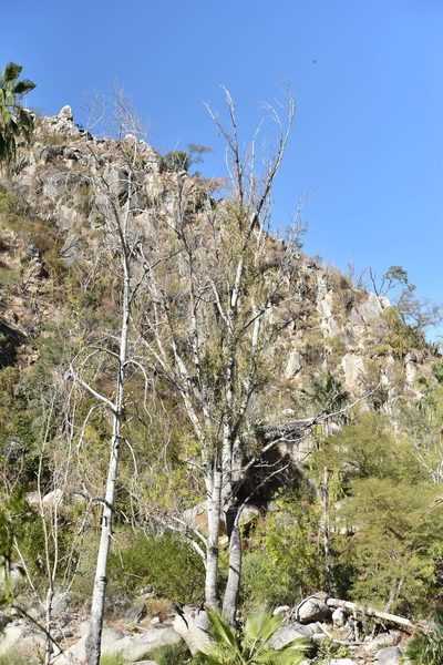 Populus brandegeei, photographed by Alan Rockefeller
