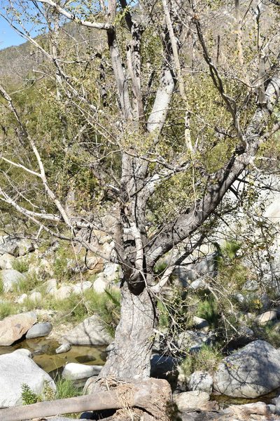 Populus brandegeei, photographed by Alan Rockefeller