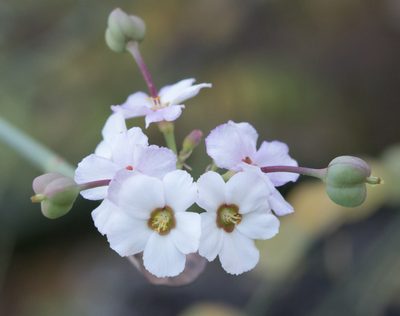 Euphorbia xanti, photographed by Alan Rockefeller