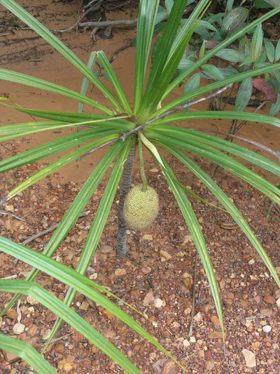 Pandanus capusii, photographed by Oleg Kosterin