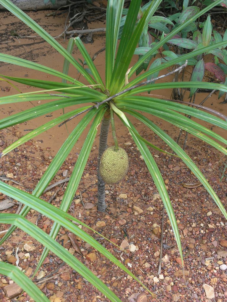 Pandanus capusii, photographed by Oleg Kosterin
