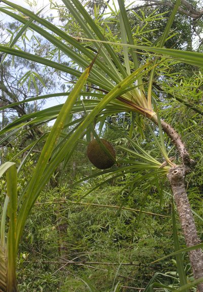 Pandanus capusii, photographed by Oleg Kosterin