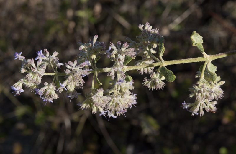 Condea decipiens, photographed by Alan Rockefeller