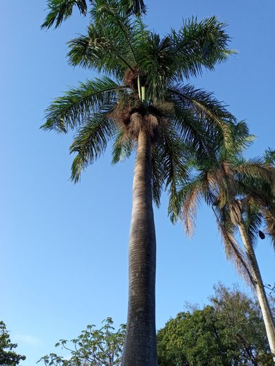 Roystonea borinquena, photographed by Yolanda M. Leon